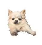 my dog  is chihuahua（個別スタンプ：4）