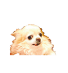 my dog  is chihuahua（個別スタンプ：5）