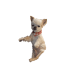 my dog  is chihuahua（個別スタンプ：6）