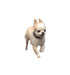 my dog  is chihuahua（個別スタンプ：7）