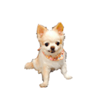 my dog  is chihuahua（個別スタンプ：8）