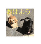 ダックス好きにはたまらない（個別スタンプ：1）