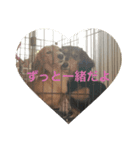ダックス好きにはたまらない（個別スタンプ：3）