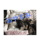 ダックス好きにはたまらない（個別スタンプ：4）