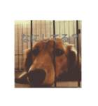 ダックス好きにはたまらない（個別スタンプ：6）