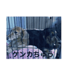 ダックス好きにはたまらない（個別スタンプ：7）