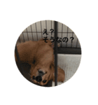 ダックス好きにはたまらない（個別スタンプ：8）