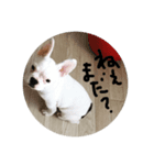 はい はい（個別スタンプ：7）
