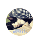 はちわれ てぃだ（個別スタンプ：4）