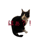 はちわれ てぃだ（個別スタンプ：5）