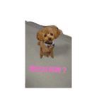 蘭丸☆（個別スタンプ：3）