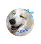 グレートピレニーズ こえだちゃん（個別スタンプ：1）