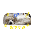 グレートピレニーズ こえだちゃん（個別スタンプ：2）