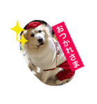 グレートピレニーズ こえだちゃん（個別スタンプ：3）