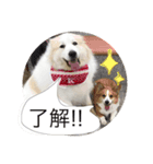 グレートピレニーズ こえだちゃん（個別スタンプ：4）