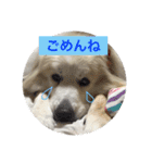 グレートピレニーズ こえだちゃん（個別スタンプ：5）