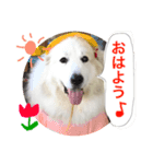 グレートピレニーズ こえだちゃん（個別スタンプ：6）