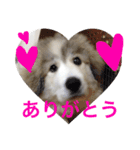 グレートピレニーズ こえだちゃん（個別スタンプ：7）