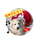 グレートピレニーズ こえだちゃん（個別スタンプ：8）