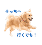 ゴールデンレトリバーのメル（個別スタンプ：4）