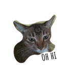 Catycat（個別スタンプ：1）