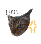 Catycat（個別スタンプ：2）