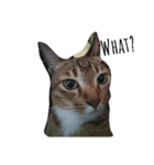 Catycat（個別スタンプ：4）