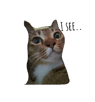 Catycat（個別スタンプ：5）