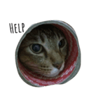 Catycat（個別スタンプ：6）
