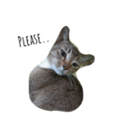 Catycat（個別スタンプ：7）