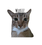 Catycat（個別スタンプ：8）