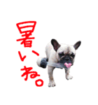 わんわん！フレブルスタンプ（個別スタンプ：10）