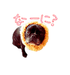 わんわん！フレブルスタンプ（個別スタンプ：14）