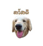 Dogdent（個別スタンプ：1）