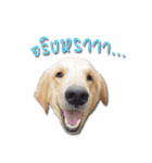 Dogdent（個別スタンプ：2）