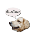 Dogdent（個別スタンプ：4）