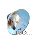 Dogdent（個別スタンプ：6）