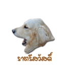 Dogdent（個別スタンプ：7）