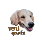 Dogdent（個別スタンプ：8）