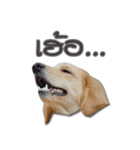 Dogdent（個別スタンプ：9）