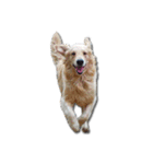 Dogdent（個別スタンプ：10）