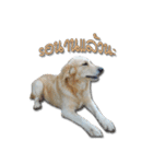 Dogdent（個別スタンプ：12）