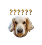Dogdent（個別スタンプ：13）