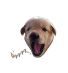 Dogdent（個別スタンプ：14）