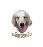 Dogdent（個別スタンプ：15）