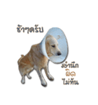 Dogdent（個別スタンプ：16）