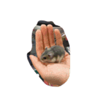 mouses（個別スタンプ：1）