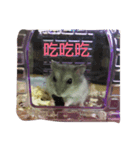 mouses（個別スタンプ：2）
