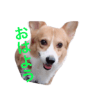コーギー  日常会話！！（個別スタンプ：1）