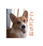 コーギー  日常会話！！（個別スタンプ：2）